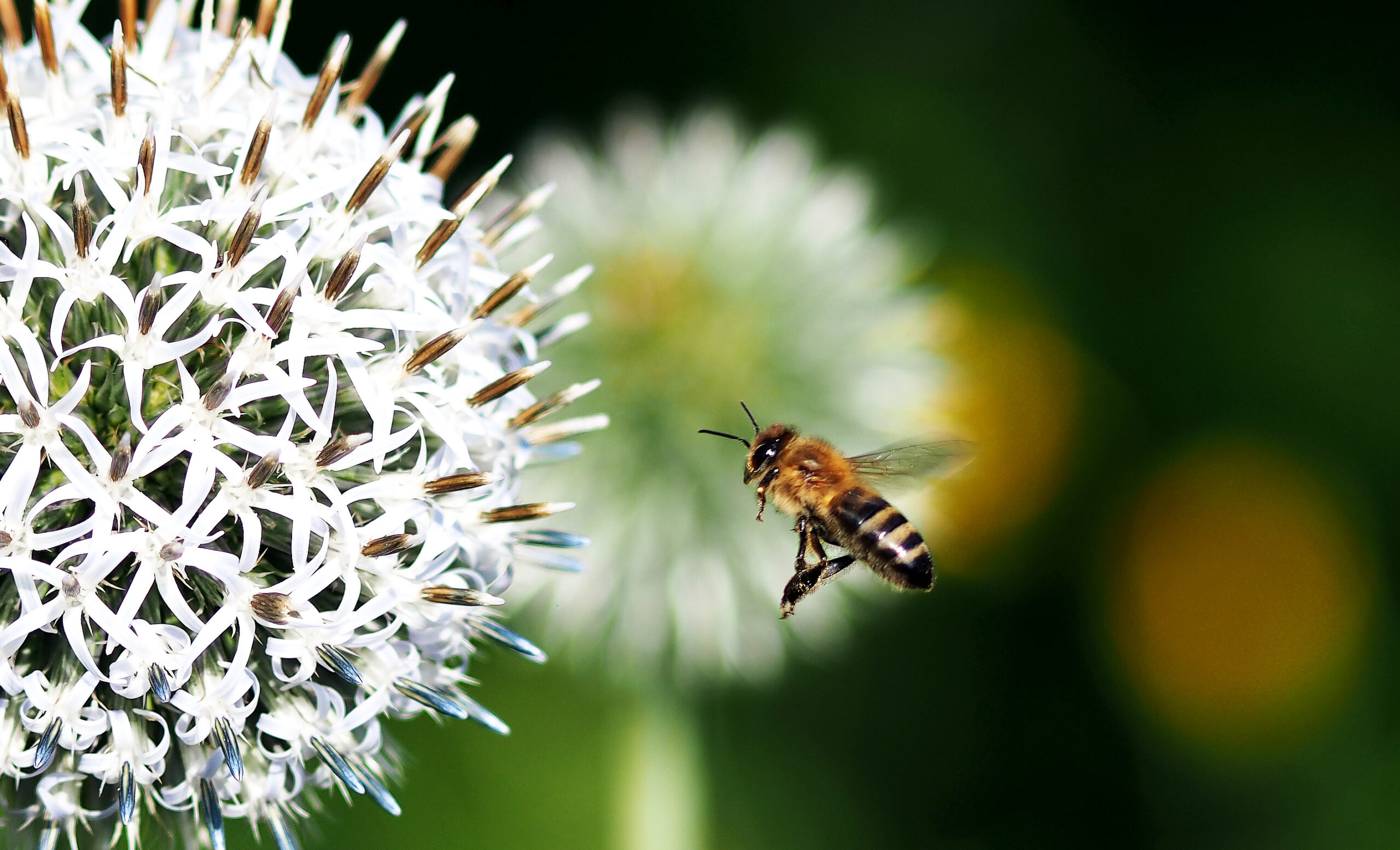 Wasp Voracious