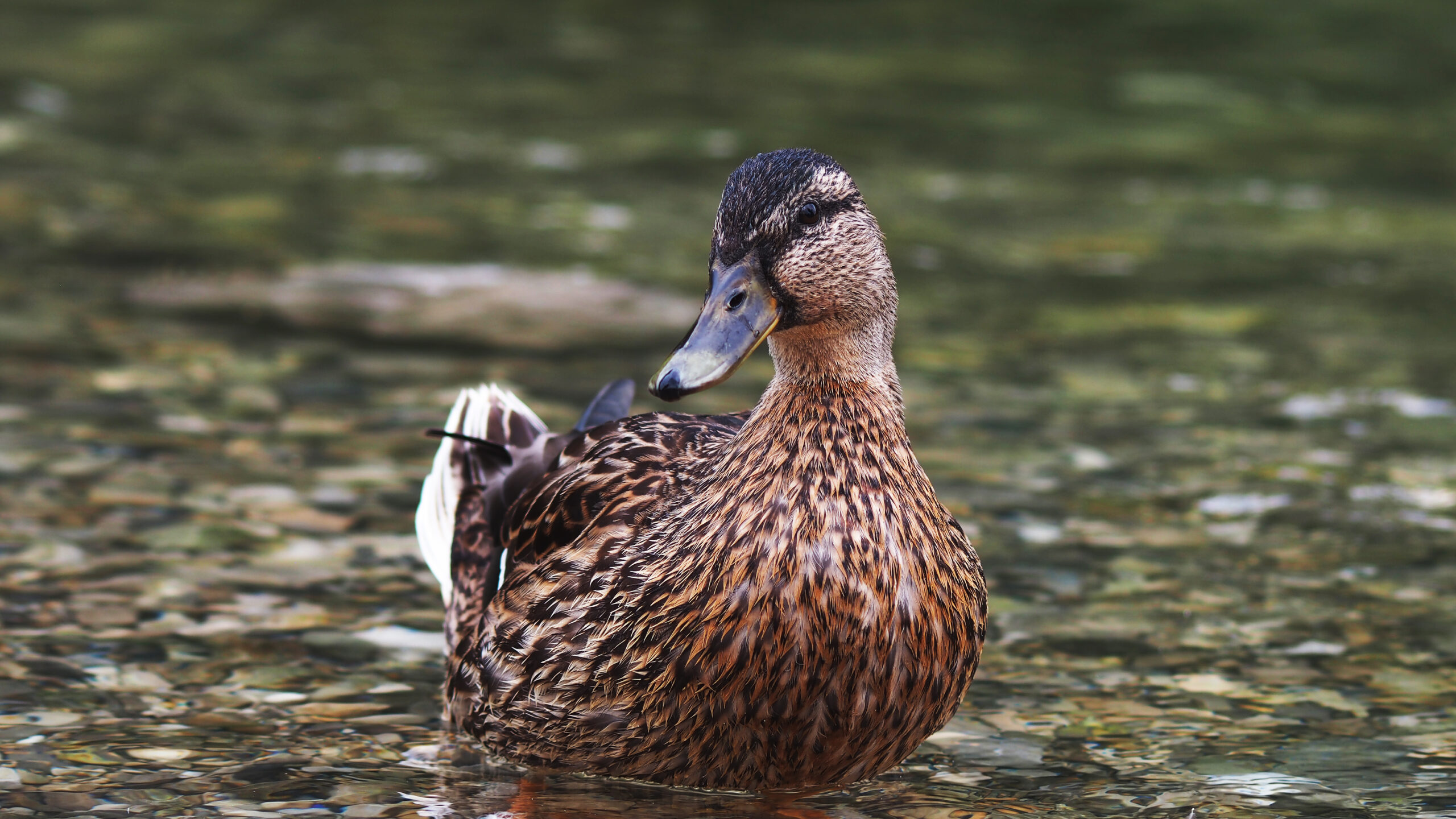 Bavarian Duck