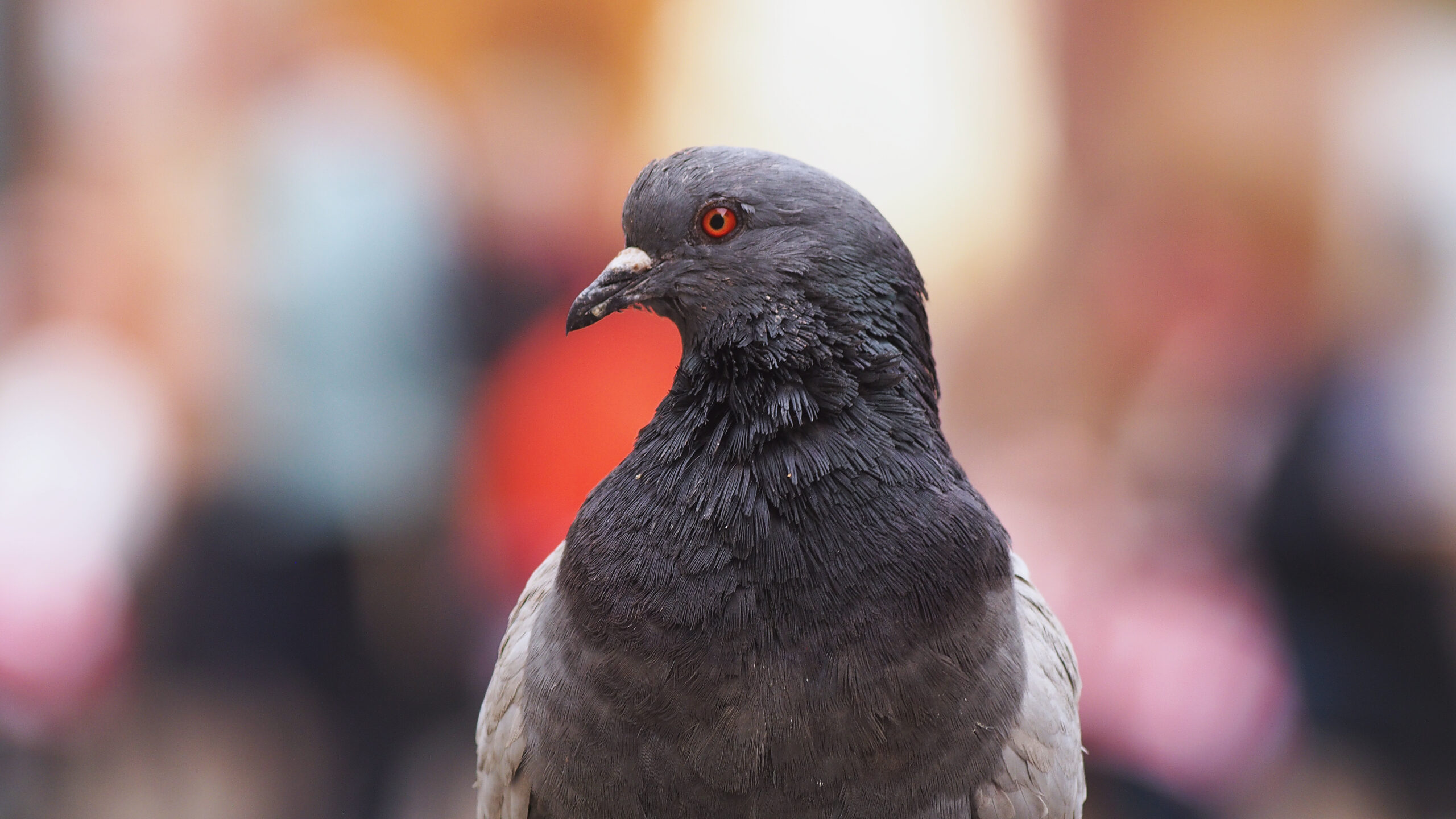 The Prague Pigeons