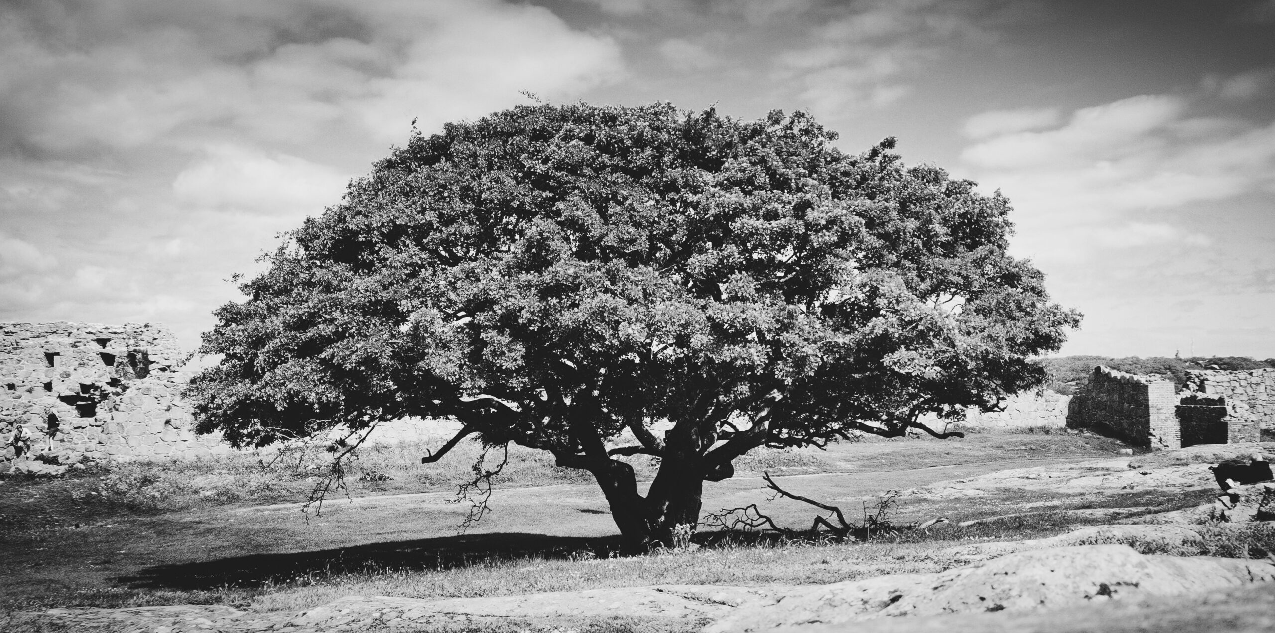 The Tree on Hammershus